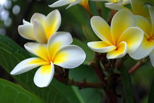 330px-Frangipani_flowers